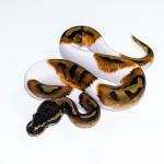 6641 1.0 ENCHI PIEBALD