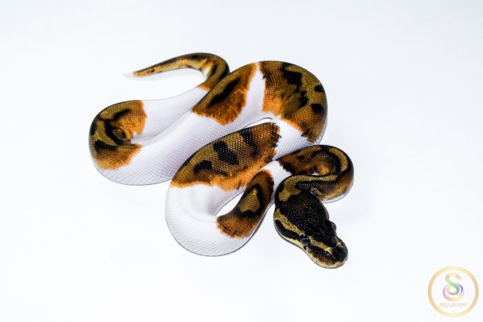 6641-2 6641 1.0 ENCHI PIEBALD - Image 2