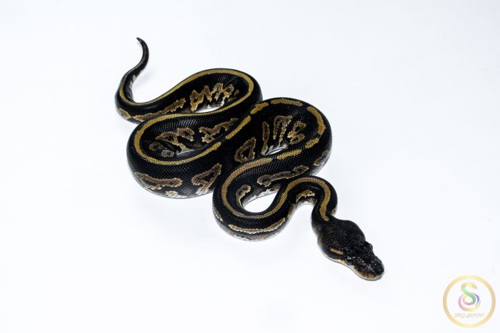 6643 1.0 BLACKHEAD MOJAVE YELLOW BELLY HET PIEBALD - Image 2