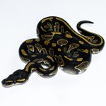 6644 1.0 BLACK HEAD HET PIEBALD