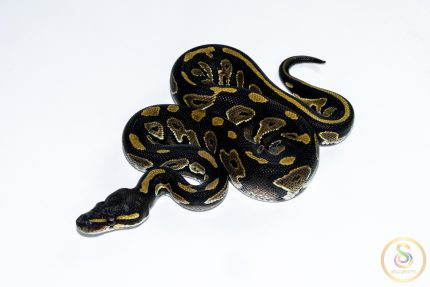 6644 1.0 BLACK HEAD HET PIEBALD