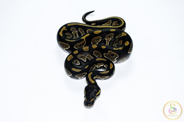 6644 1.0 BLACK HEAD HET PIEBALD - Image 3