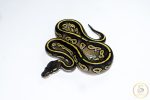 6645 0.1 BLACK HEAD MOJAVE YELLOW BELLY HET PIEBALD