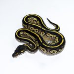 6645 0.1 BLACK HEAD MOJAVE YELLOW BELLY HET PIEBALD