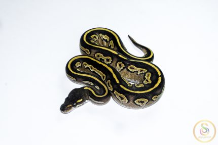6645 0.1 BLACK HEAD MOJAVE YELLOW BELLY HET PIEBALD
