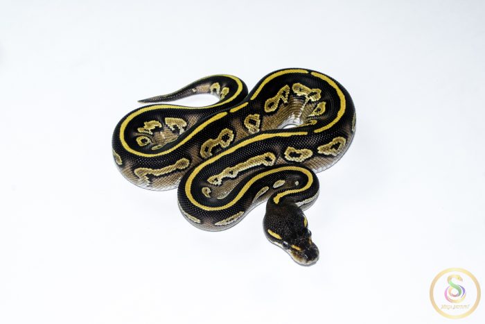 6645 0.1 BLACK HEAD MOJAVE YELLOW BELLY HET PIEBALD - Image 2