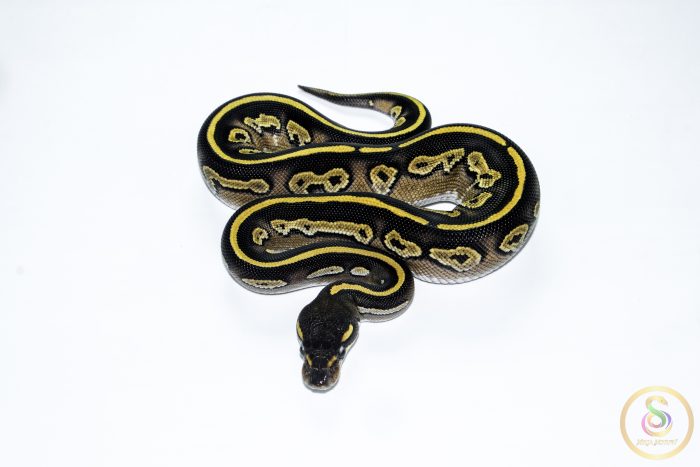 6645 0.1 BLACK HEAD MOJAVE YELLOW BELLY HET PIEBALD - Image 3