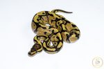 6646 0.1 ENCHI FIRE YELLOW BELLY HET CLOWN