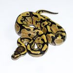 6646 0.1 ENCHI FIRE YELLOW BELLY HET CLOWN