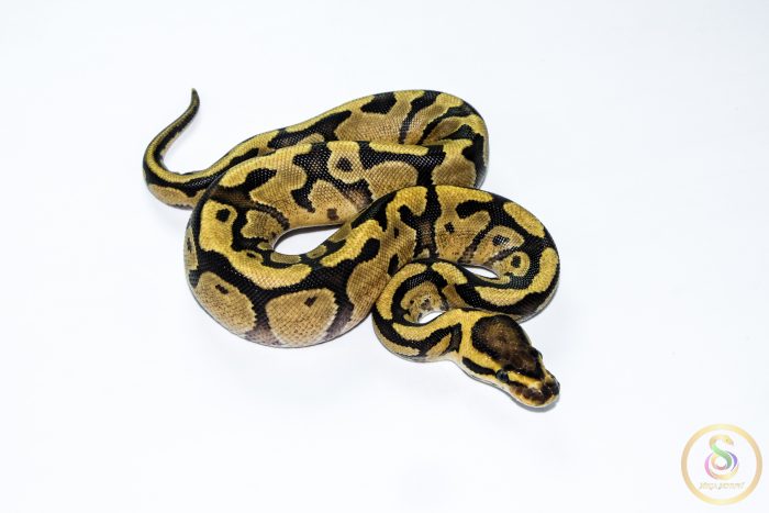 6646 0.1 ENCHI FIRE YELLOW BELLY HET CLOWN - Image 2