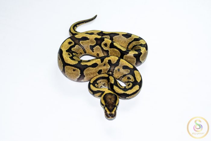 6646 0.1 ENCHI FIRE YELLOW BELLY HET CLOWN - Image 3