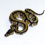 6649 0.1 ENCHI CYPRESS HET CLOWN