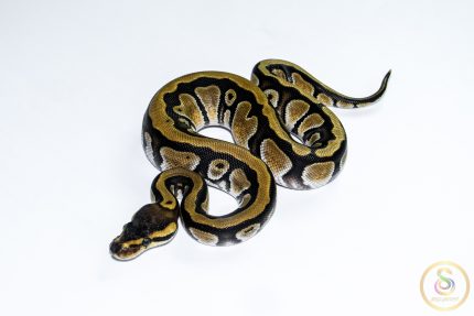 6649 0.1 ENCHI CYPRESS HET CLOWN