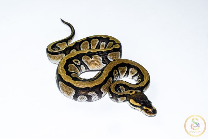 6649 0.1 ENCHI CYPRESS HET CLOWN - Image 2