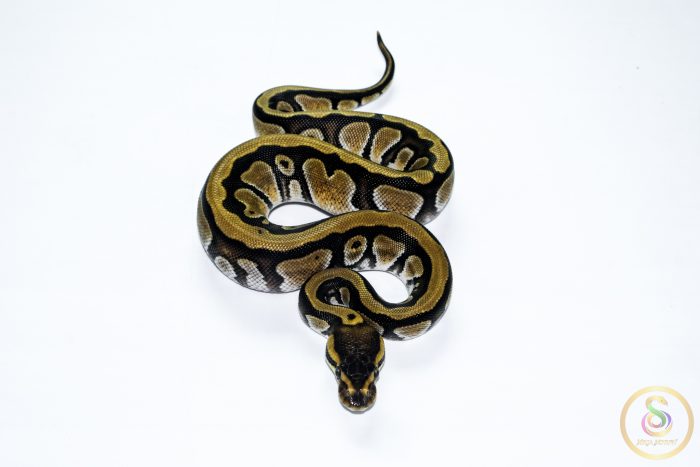 6649 0.1 ENCHI CYPRESS HET CLOWN - Image 3