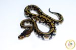 6650 1.0 CYPRESS PHANTOM HET CLOWN