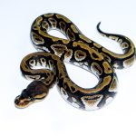 6650 1.0 CYPRESS PHANTOM HET CLOWN
