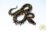 6650 1.0 CYPRESS PHANTOM HET CLOWN - Image 2