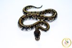 6650 1.0 CYPRESS PHANTOM HET CLOWN - Image 3