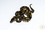 6652 1.0 ENCHI HET CLOWN