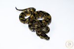 6652 1.0 ENCHI HET CLOWN - Image 2