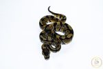 6652 1.0 ENCHI HET CLOWN - Image 3