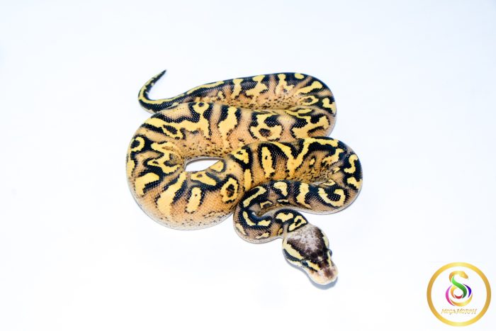 6653 0.1 PASTEL SUPER ASPHALT - Image 2