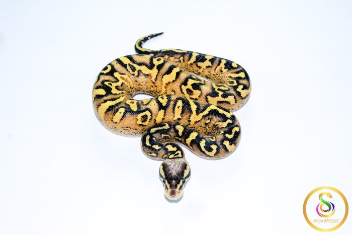 6653 0.1 PASTEL SUPER ASPHALT - Image 3