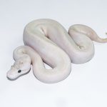 6654 0.1 ENCHI IVORY PASTEL SPIDER