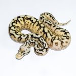 6655 0.1 SPIDER PASTEL ENCHI SUPER ASPHALT