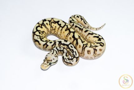 6655 0.1 SPIDER PASTEL ENCHI SUPER ASPHALT
