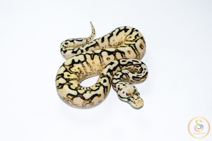 6655-2 6655 0.1 SPIDER PASTEL ENCHI SUPER ASPHALT - Image 2