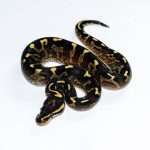 6656 1.0 SUPER ASPHALT