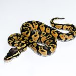 6658 1.0 PASTEL GRAVEL