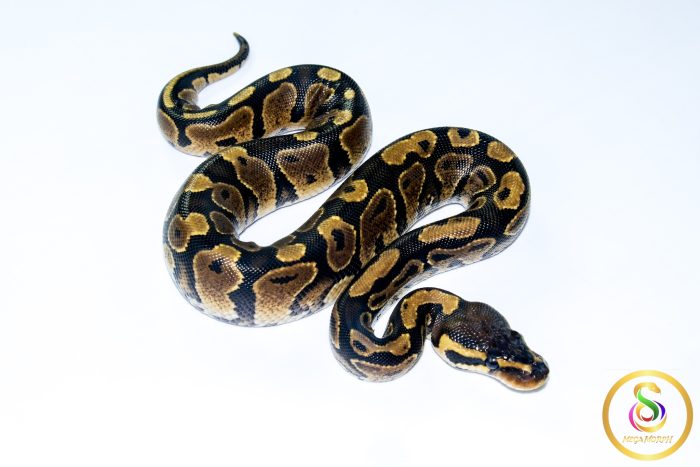 6659 0.1 GRAVEL - Image 2