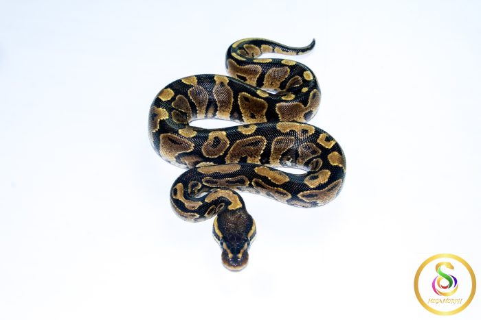 6659 0.1 GRAVEL - Image 3