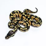 6660 0.1 PASTEL GRAVEL