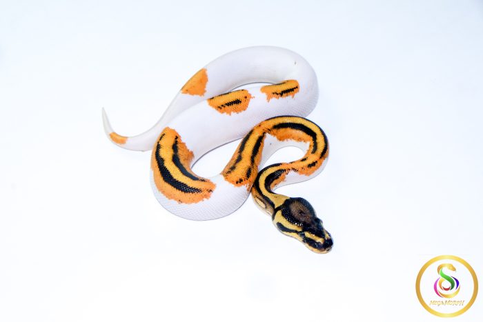 6661-2 6661 0.1 SUPER ORANGE DREAM YELLOW BELLY PIEBALD - Image 2