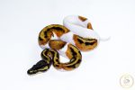 6662 0.1 ORANGE DREAM PIEBALD