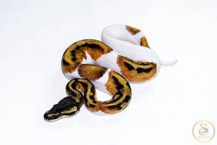 6662 0.1 ORANGE DREAM PIEBALD