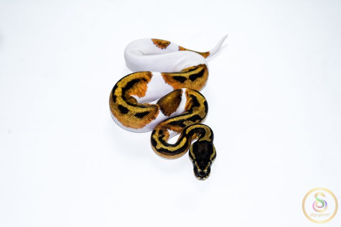 6662 0.1 ORANGE DREAM PIEBALD - Image 3