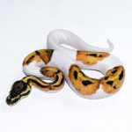 6663 1.0 SUPER ORANGE DREAM PIEBALD