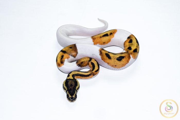6663-3 6663 1.0 SUPER ORANGE DREAM PIEBALD - Image 3