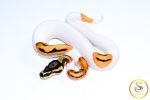 6664 1.0 ORANGE DREAM YELLOW BELLY PIEBALD
