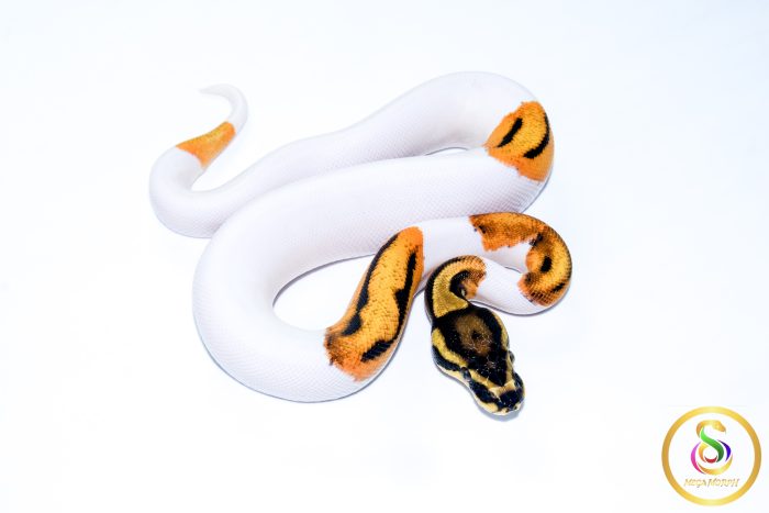 6664 1.0 ORANGE DREAM YELLOW BELLY PIEBALD - Image 2