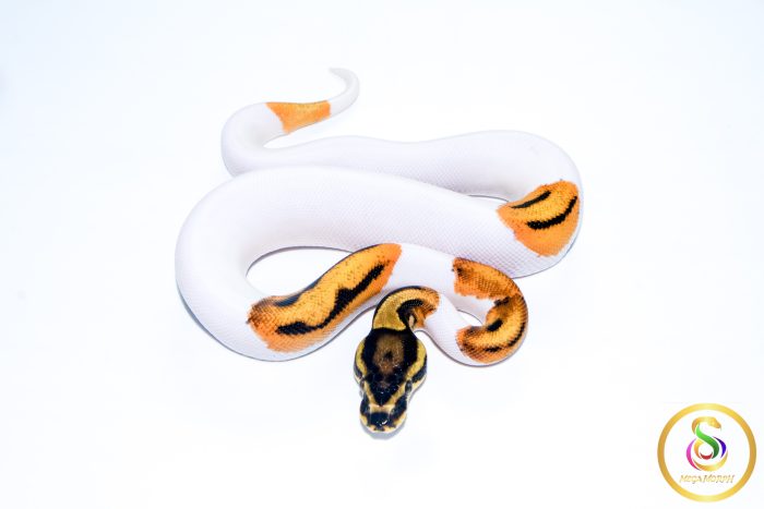 6664 1.0 ORANGE DREAM YELLOW BELLY PIEBALD - Image 3