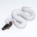 6665 1.0 ORANGE DREAM PIEBALD