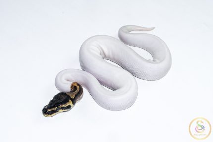 6665 1.0 ORANGE DREAM PIEBALD