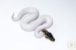 6665 1.0 ORANGE DREAM PIEBALD - Image 2