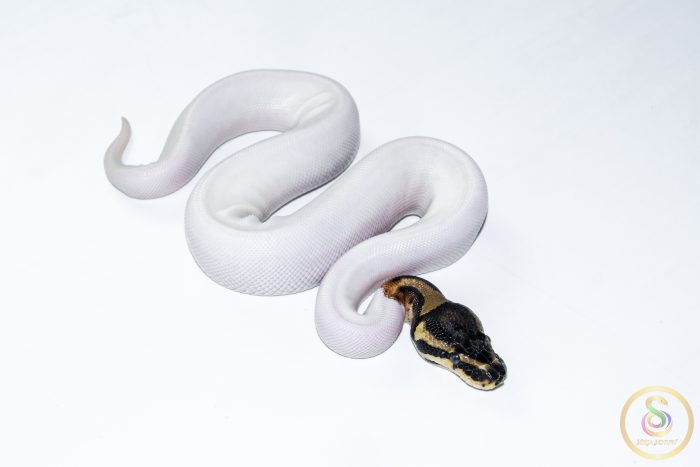 6665-2 6665 1.0 ORANGE DREAM PIEBALD - Image 2